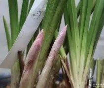 b站bv1kj411q77x置顶答案-开云集团
